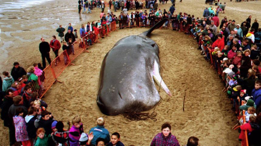 Dünyayı kurtarmak için ne yapıyoruz? İşte hepimize düşen görevler