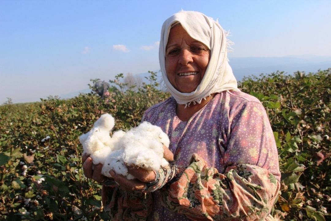Pamukta millileşmek i&ccedil;in elle hasada devam ediliyor