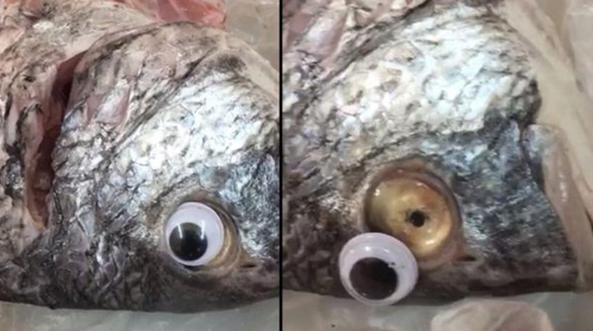 Balığın da sahtesi yapıldı! Sahte besinler gerçeklerinden nasıl ayırt edilir?