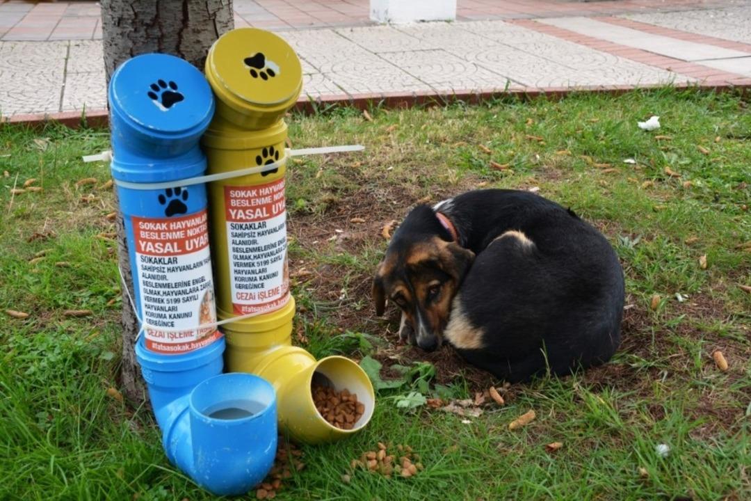 Fatsa&rsquo;da sokak hayvanları i&ccedil;in kul&uuml;be ve mama kapları yerleştirildi