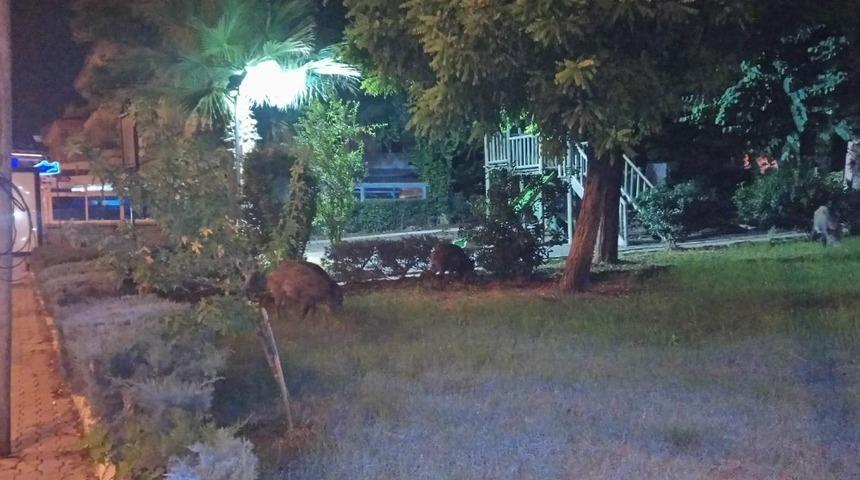 Domuz s&uuml;r&uuml;s&uuml; şehre indi