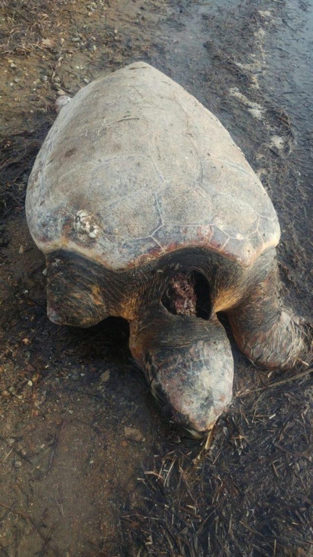 Aliağa’da ağustos ayından bu tarafa beş caretta caretta ölüsü bulundu