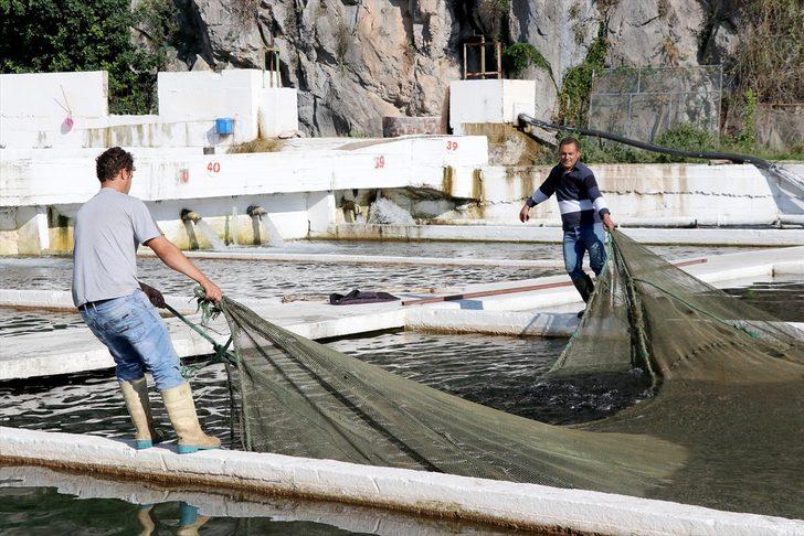 Muğla'da yetiştirilen alabalığa yabancı ilgisi G1