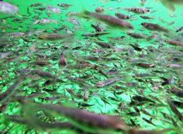 Muğla'da yetiştirilen alabalığa yabancı ilgisi