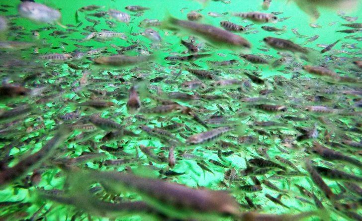 Muğla'da yetiştirilen alabalığa yabancı ilgisi G2