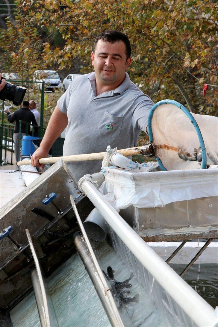 Muğla'da yetiştirilen alabalığa yabancı ilgisi G3