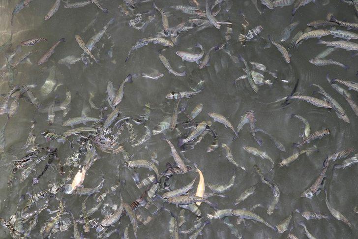 Muğla'da yetiştirilen alabalığa yabancı ilgisi G4