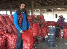 Soğanın fiyatını kim belirliyor: Üretici mi, tüccar mı, market zincirleri mi?