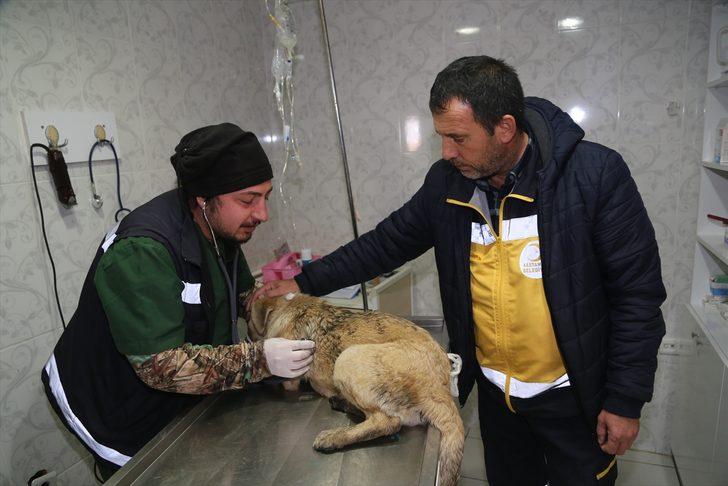 Sulama kanalına düşen köpek 2 gün sonra kurtarıldı  G4