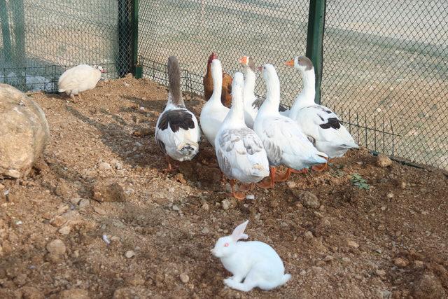 Şırnak’ta yaban hayvanlarının da artık bir evi var