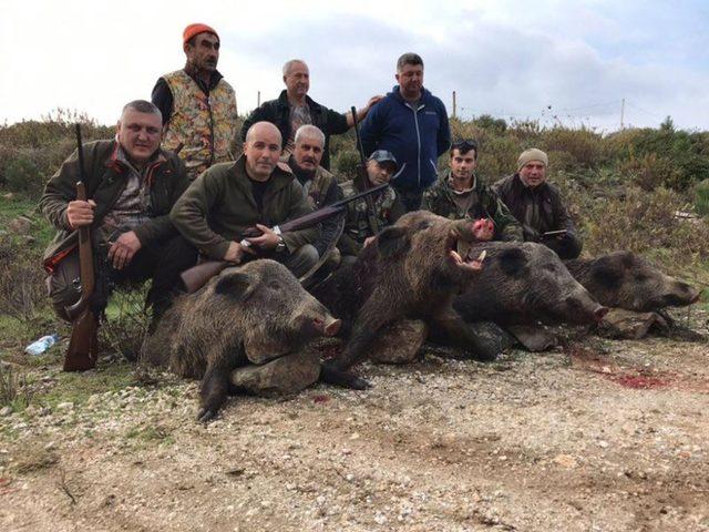 Erdekli avcılar dev domuzları avladı