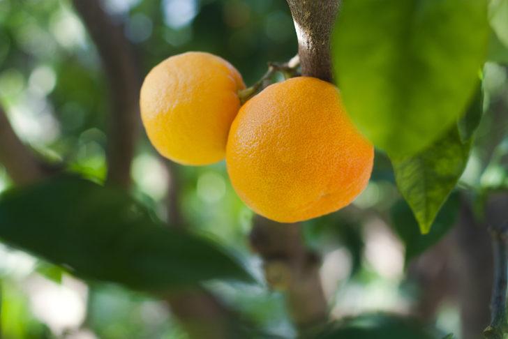 Kışın göz sağlığınızı korumak için bunları tüketin!  G5