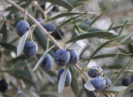 Adıyaman'da son 15 yılın en yüksek zeytin rekoltesi bekleniyor