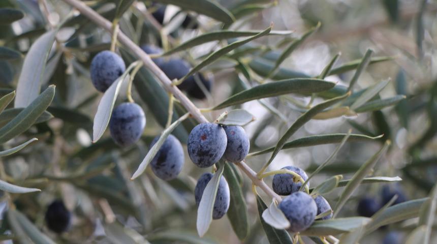 Adıyaman'da son 15 yılın en yüksek zeytin rekoltesi bekleniyor