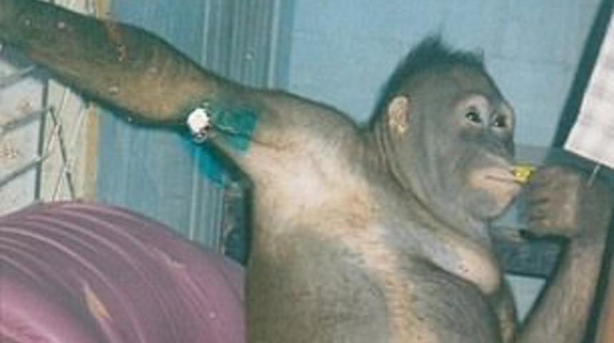 5 yıl boyunca genelevde seks kölesi yapılan orangutan kurtarıldı!