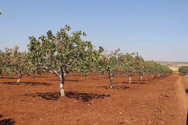 Antep fıstığı ve zeytin üreticilerine hastalık uyarısı