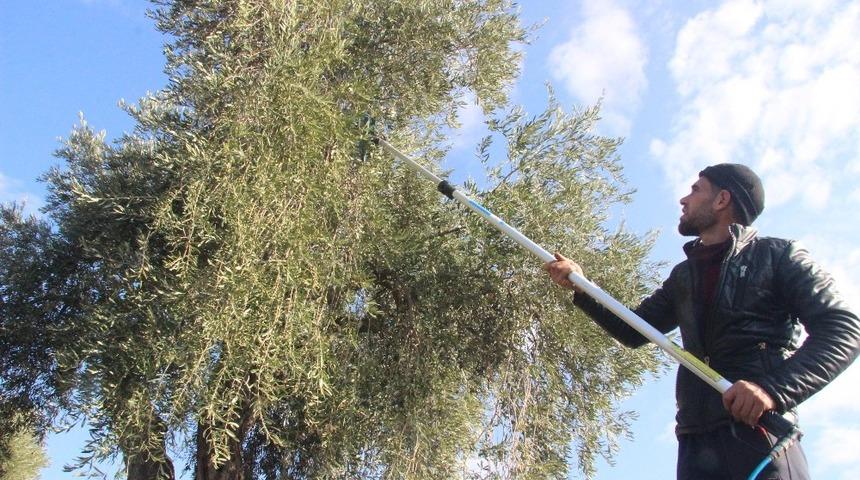 Antep fıstığı ve zeytin &uuml;reticilerine hastalık uyarısı