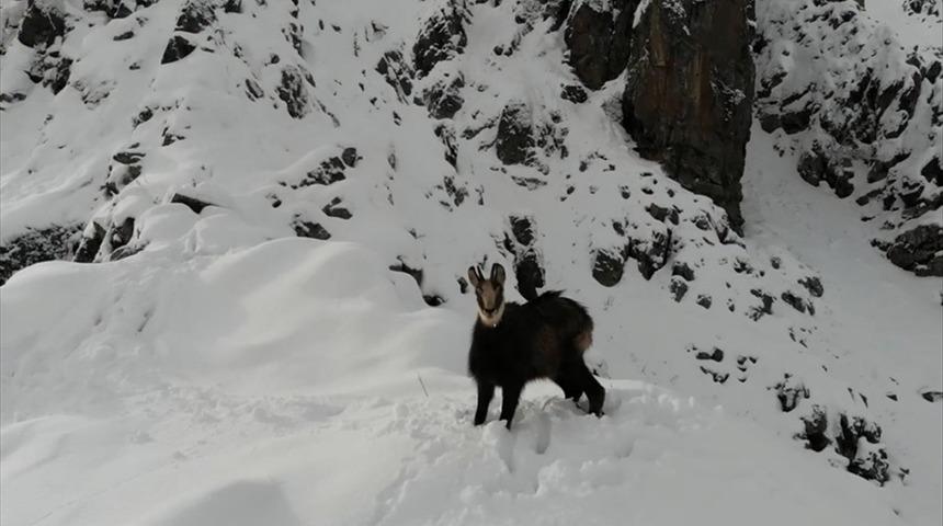 &Ccedil;engel boynuzlu dağ ke&ccedil;isi b&ouml;yle g&ouml;r&uuml;nt&uuml;lendi