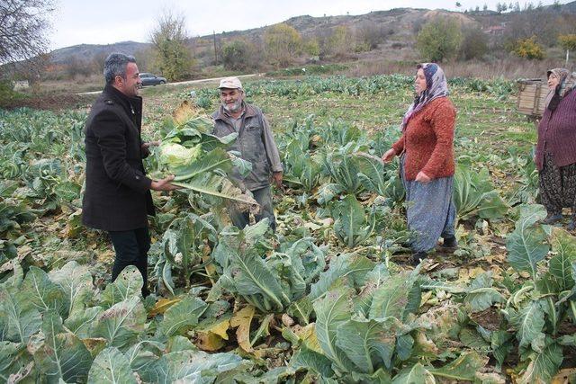 Bilecik’te karnabahar hasadı başlandı