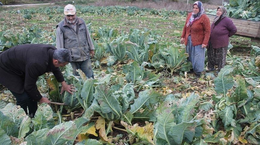 Bilecik&rsquo;te karnabahar hasadı başlandı