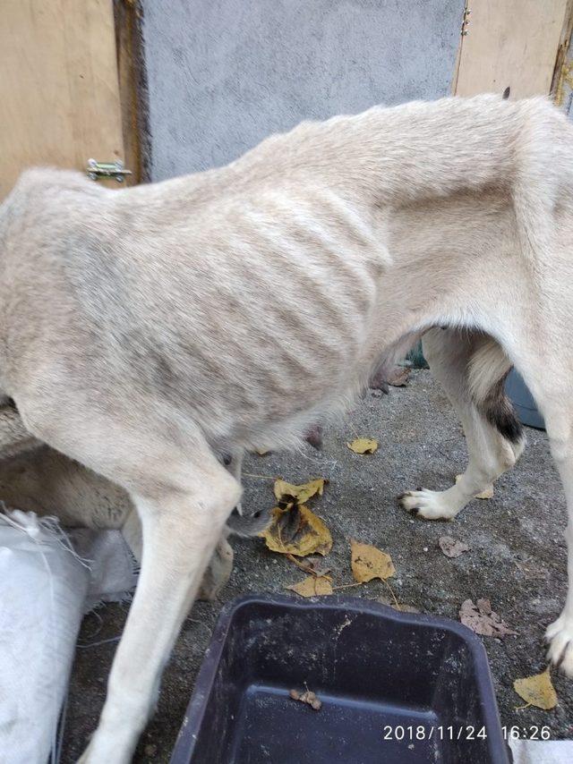 Yavruları ile birlikte sokağa terk ettiler, hayvanseverler sahip çıktı