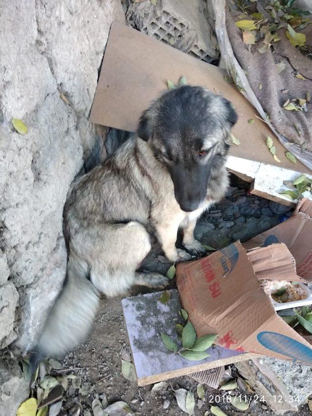 Yavruları ile birlikte sokağa terk ettiler, hayvanseverler sahip çıktı