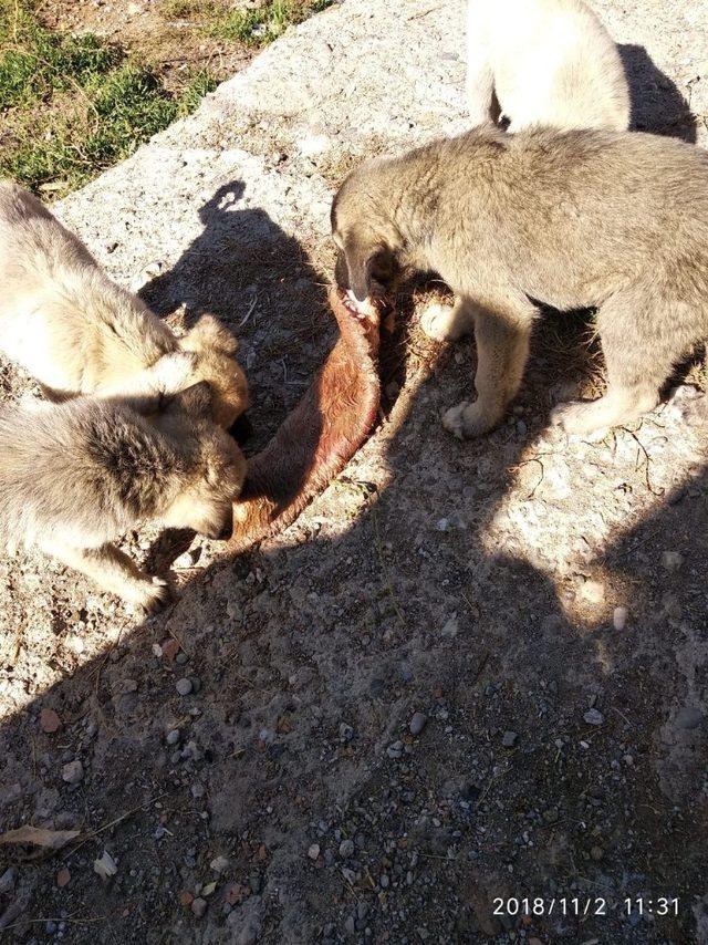 Yavruları ile birlikte sokağa terk ettiler, hayvanseverler sahip çıktı