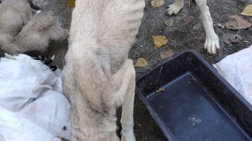 Yavruları ile birlikte sokağa terk ettiler, hayvanseverler sahip &ccedil;ıktı