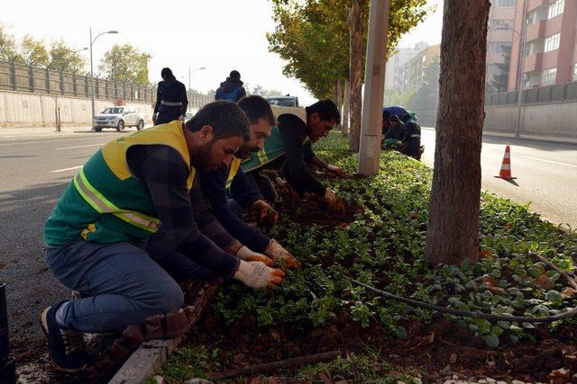 Büyükşehir Belediyesi 2 milyon kışlık çiçek dikecek