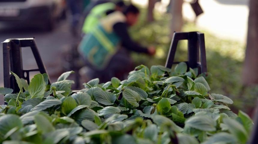 Büyükşehir Belediyesi 2 milyon kışlık çiçek dikecek