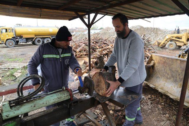 Budanan ağaçlar ihtiyaç sahiplerine yakacak olarak dönüyor