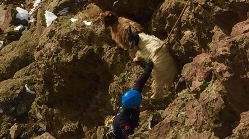 Van&rsquo;da ke&ccedil;i kurtarma operasyonu