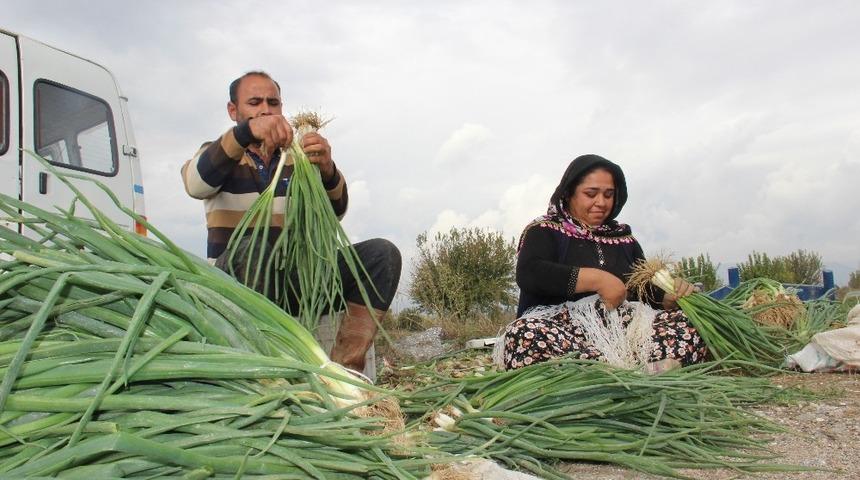 Soğanın kurusu cep yakınca, tazesine ilgi arttı