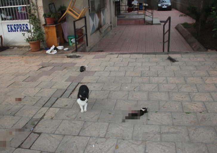 Öldürülen yavrularının başından bir an olsun ayrılmadı G1