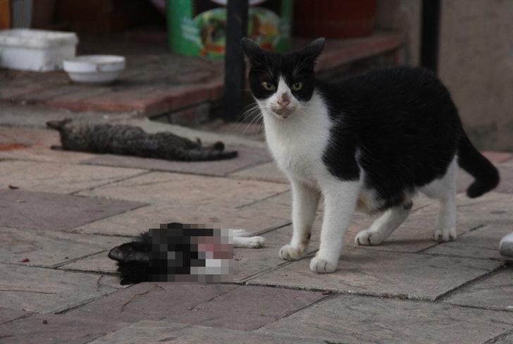 Öldürülen yavrularının başından bir an olsun ayrılmadı G4