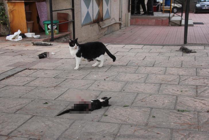 Öldürülen yavrularının başından bir an olsun ayrılmadı G5