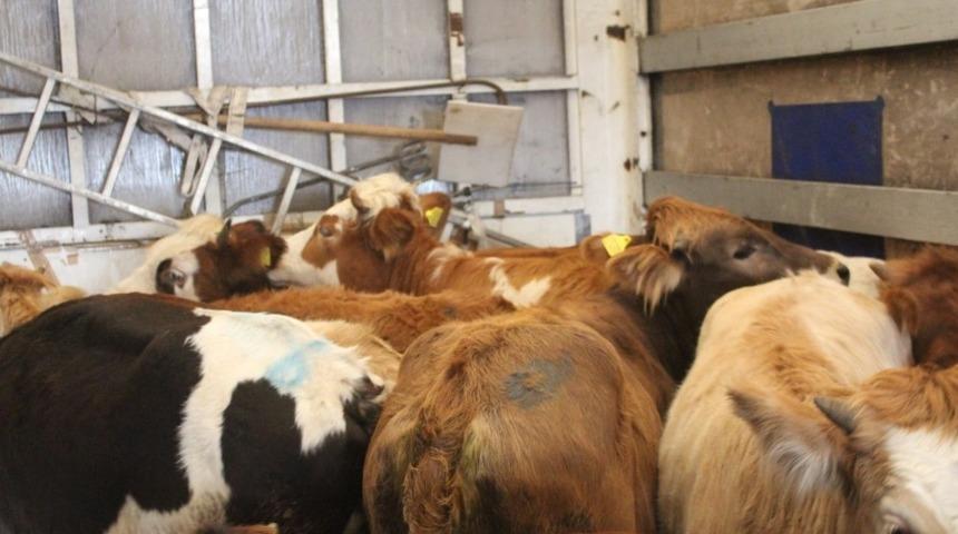 Gen&ccedil; &ccedil;ift&ccedil;ilere hayvanları dağıtıldı