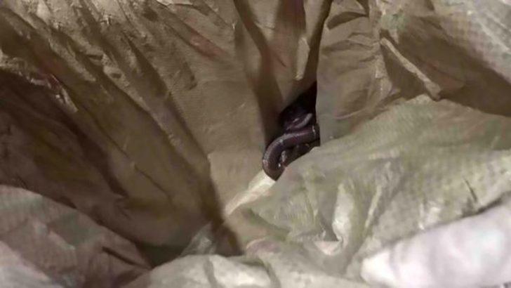 'Ya tecavüz, ya yılan' dedi, bakın başına ne geldi G1