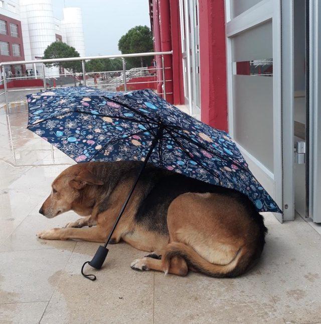 Öğrencilerden yağmurda kalan köpeğe şefkat şemsiyesi