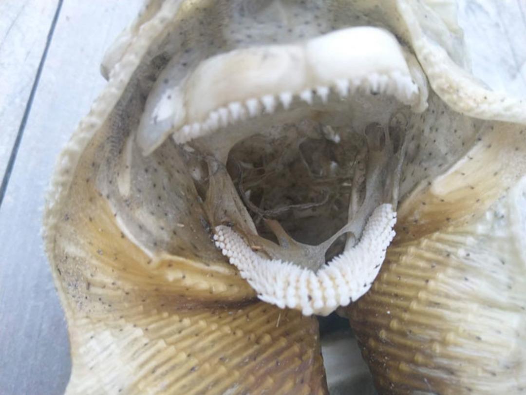 G&ouml;rmesi bile yetti! Ağzını a&ccedil;ıp baktılar ve...