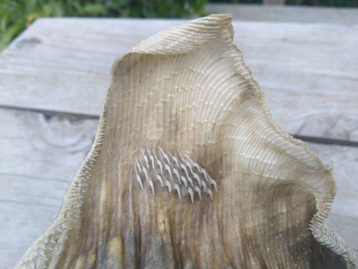 Görmesi bile yetti! Ağzını açıp baktılar ve... G4