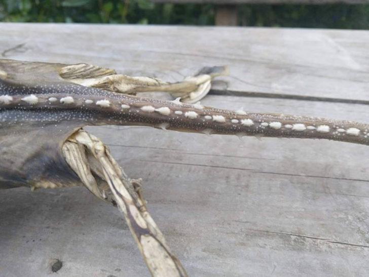 Görmesi bile yetti! Ağzını açıp baktılar ve... G5