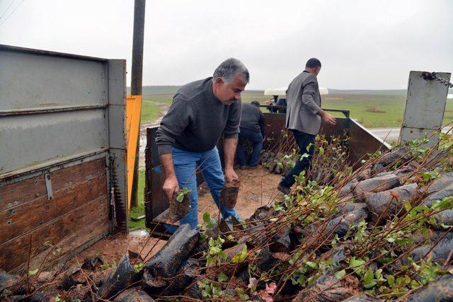 Büyükşehir’den çiftçilere fidan ve gübre desteği