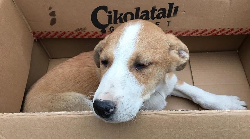 Yaralı k&ouml;peği &ouml;ğrenciler tedavi ettirdi