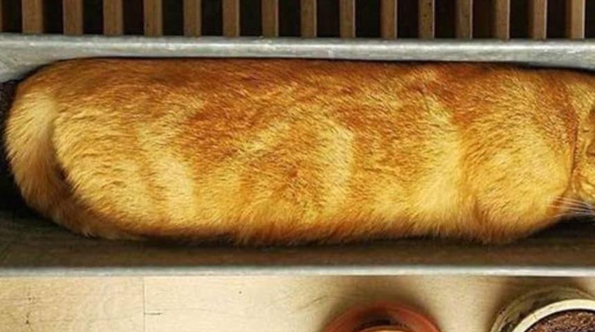 Bu fotoğraflar kedilerin her yerde uyuyabildiklerini kanıtlar nitelikte