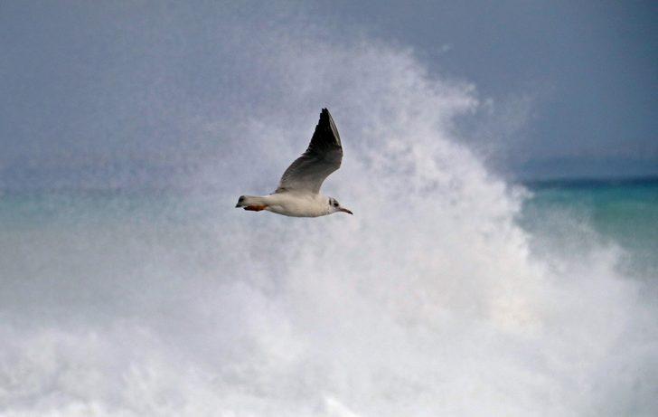 Dev dalgalar, binlerce martı için av fırsatı oldu  G3