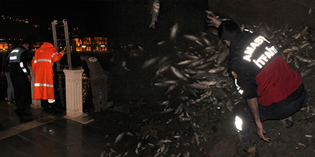 Yeşilırmak'ta korkun&ccedil; g&ouml;r&uuml;nt&uuml;! &Ccedil;ok sayıda &ouml;l&uuml; balık kıyıya vurdu