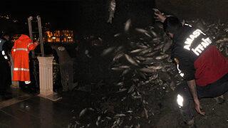 Yeşilırmak'ta korkunç görüntü! Çok sayıda ölü balık kıyıya vurdu