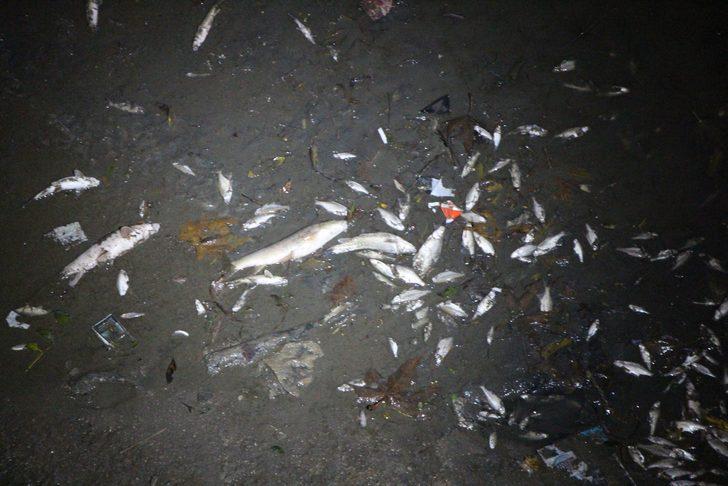 Yeşilırmak'ta korkunç görüntü! Çok sayıda ölü balık kıyıya vurdu G5