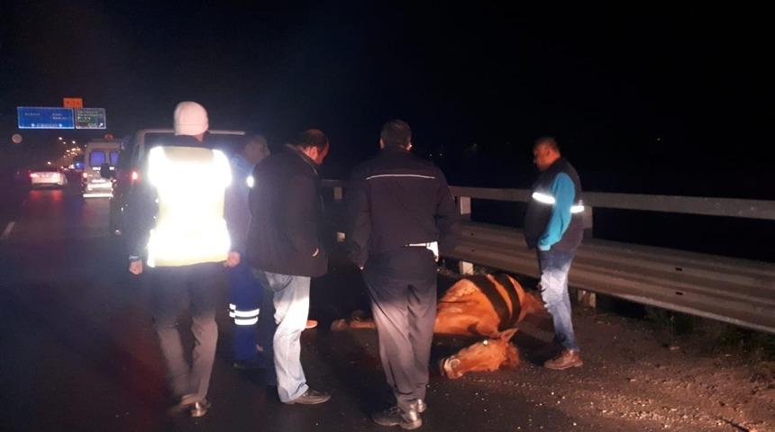 Minib&uuml;s&uuml;n &ccedil;arptığı at telef oldu